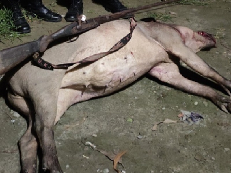 भरुवा बन्दुक सहित गोली लागी मृत अवस्थामा रहेको जङ्गली बँदेल बरामद